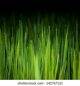 1,121,947 Grass Black Background Images, Stock Photos & Vectors ...