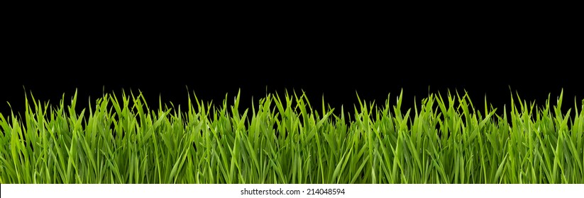 Grass On Black Background Images, Stock Photos & Vectors | Shutterstock