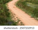 Grass is on both side of red dirt road.