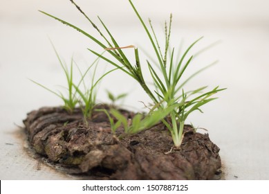 grass on cow's poop, they survived 