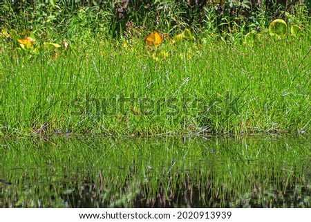 The grass on the edge of the shore is reflected in the river water on a summer day