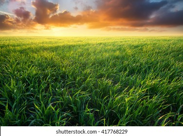 Grass on the field during sunrise. Agricultural landscape in the summer time - Powered by Shutterstock