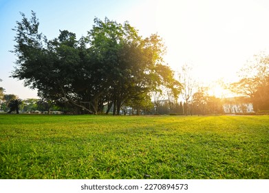 Grass on the field sunrise or sunset landscape in the summer time , Natural green grass field in sunrise in the park with tree sunshine on the grass green environment public park use as natural 