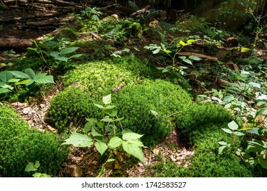 Grass On Forest Field Illuminated By Solar Rays