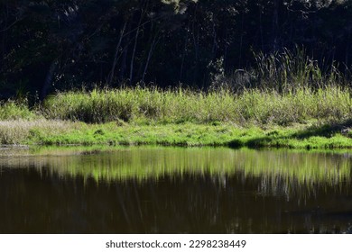 Grass on lake shore reflecting on calm surface on bright sunny day.