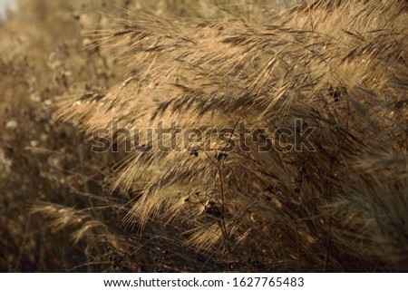 Similar – Sommergräser II Gras gelb