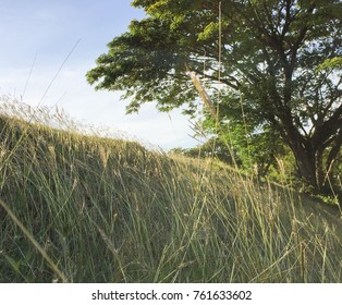 Grass on the mountain and Sky background
