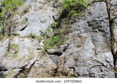 grass on the rocks