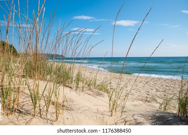 Grass On The Sandy Beach, The Sea And The Sunrise