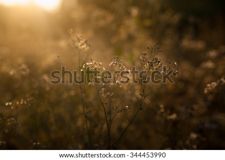 Similar – Image, Stock Photo Golden November