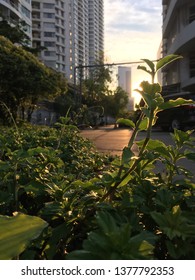 Grass on sunset