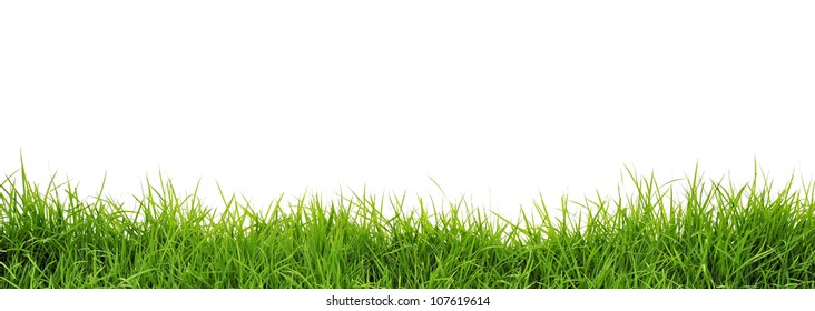 Grass On White