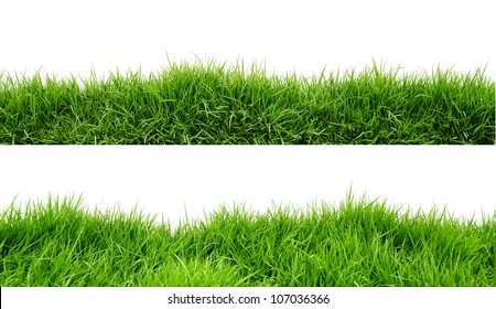 Grass On White Background