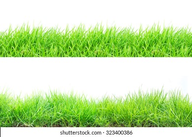 Grass On White Background