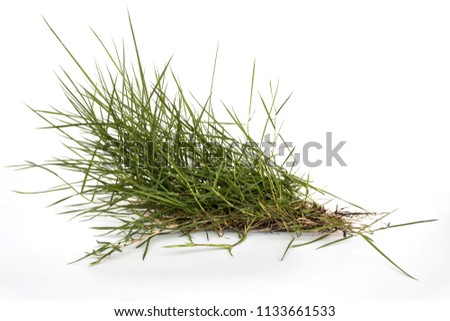 Grass on a white background
