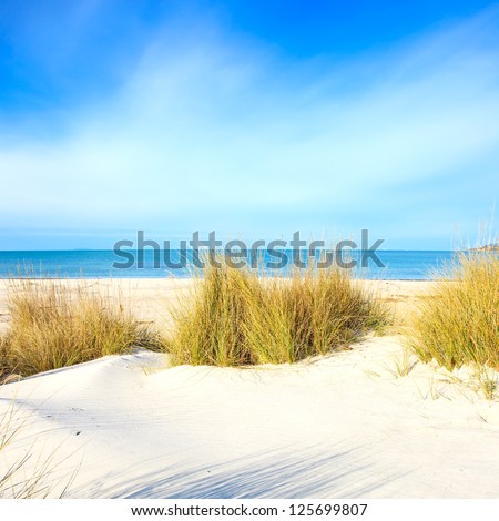Grass on a white sand dunes beach, blue ocean and sky on background