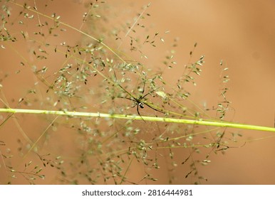 The Grass Orb-Web Spider is one of the smaller members of the family. Typical of the family the third pair of legs are the shortest. They weaver a perfect web each day and females are many orders larger than the male