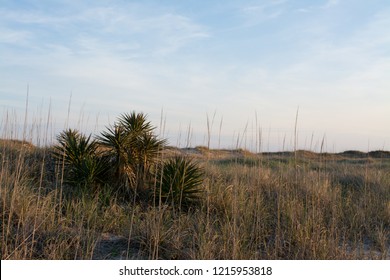 Grass And Other Plants Cover The Outer Banks Sand Dunes