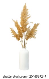Grass pampas vase isolated. Branches of dried reeds of reed grass on a white background. An element for decoration, natural design of packages, notebooks, covers. Gray-beige dried fluffy plant - Shutterstock ID 2046569249