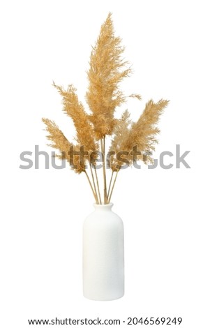 Grass pampas vase isolated. Branches of dried reeds of reed grass on a white background. An element for decoration, natural design of packages, notebooks, covers. Gray-beige dried fluffy plant