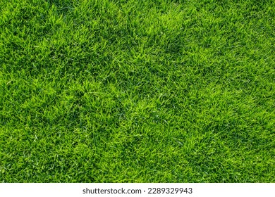 Grasa, verde textura de campo de parque