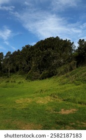 Grass patch beyond the forrest