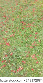 Grass path full of fallen flowers in spring
