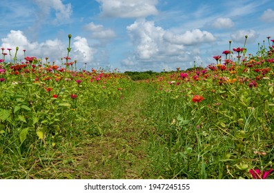 Grass Path Through Field Of Flowers Under Blue Sky With Clouds