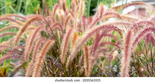 Grass Pennisetum Pedicellatum (desho, Desho Grass) Close Up On The Garden Bed, New Hampshire