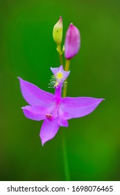 Grass Pink Orchid In Bog.