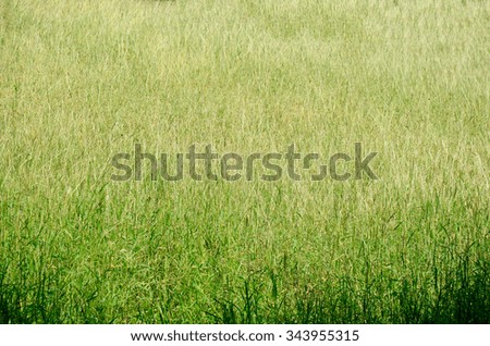 Similar – summer Summer Grass Green