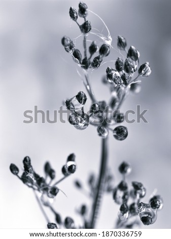 Similar – Image, Stock Photo grass stain Plant Flower