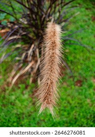 Grass plants vegetation green poaceae gramineae cereal bamboos