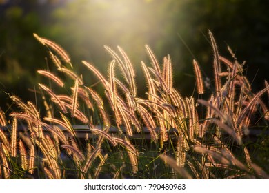 Grass Pollen With Sunset Light