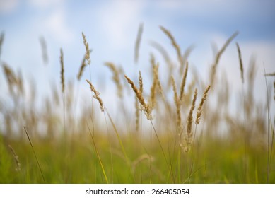 Grass Prairie