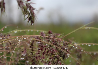 Grass with raindrops in spring 