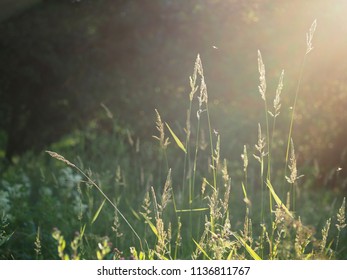 Grass in the rays of the setting sun