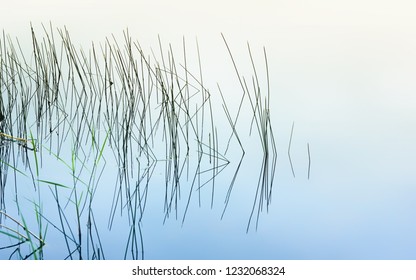 Grass and reeds form a graphic reflection in the calm water of the lake in the early morning. Background of natural abstract patterns with copy space. Selective focus.