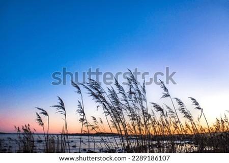 Grass reeds silhouetted by late evening sunset sky on a beautiful summer eveing