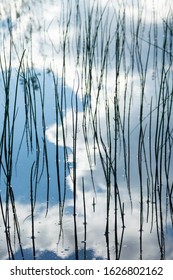 
grass and its reflection in water
