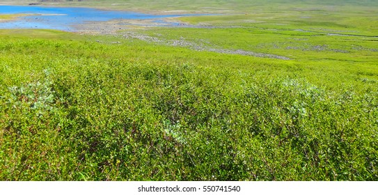 grass and river
