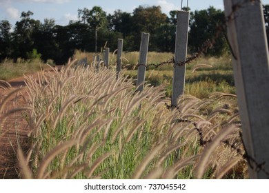 Grass road