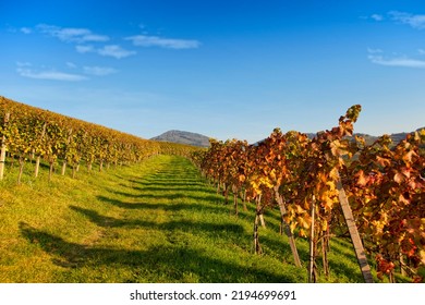 Grass road through colorful vineyard in autumn. Clear blue sky, vivd sunny afternoon scenery. - Shutterstock ID 2194699691