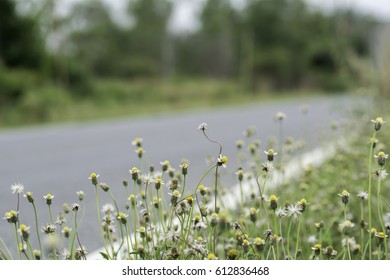 The grass at the roadside