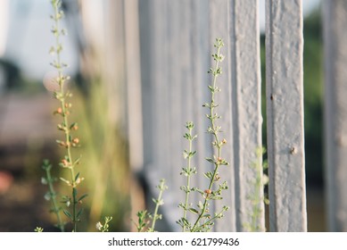 grass roadside