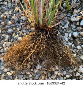 Grass Roots Close Grasses Monocots Have Stock Photo 1863324742 ...