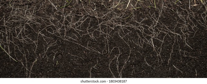 Grass With Roots And Soil