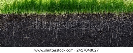 grass with roots and soil