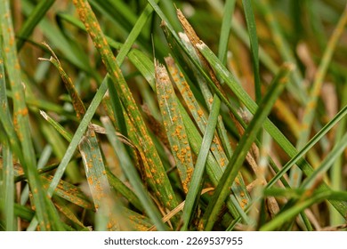 Grass rust fungus in yard. Lawn disease, prevention and lawncare service concept.