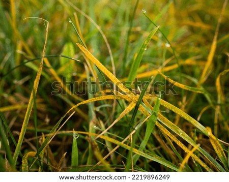 grass rust, yellowish-orange tiny pustules on grass leaves;
